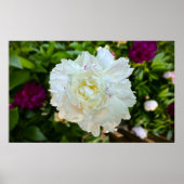 Peony Poster (Voorkant)
