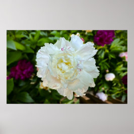Peony Poster