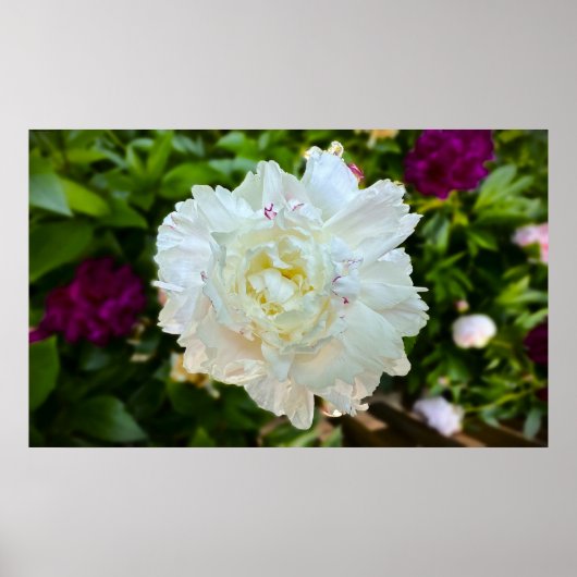 Peony Poster (Voorkant)