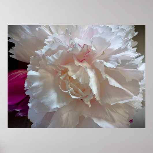 Peony Poster (Voorkant)