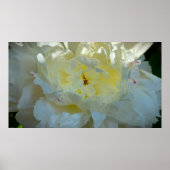Peony Poster (Voorkant)