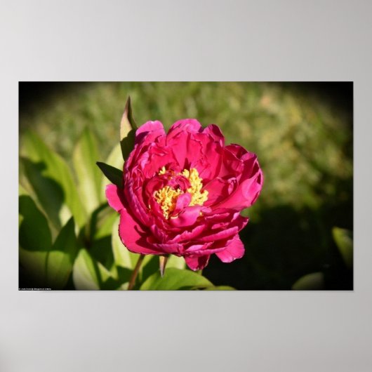 Peony Poster (Voorkant)