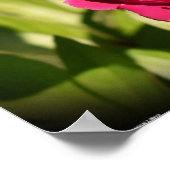 Peony Poster (Hoek)