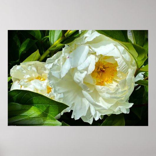 Peony Poster (Voorkant)