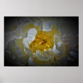 Peony Poster (Voorkant)