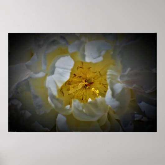Peony Poster (Voorkant)