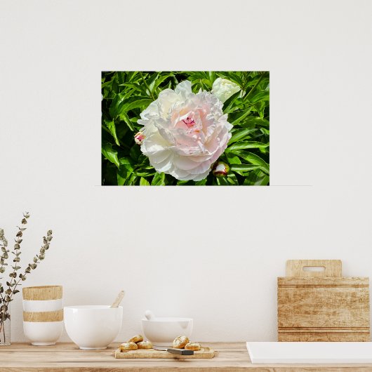 Peony Poster (Keuken)