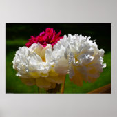 Peony Poster (Voorkant)