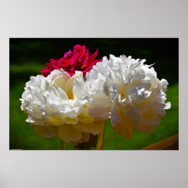 Peony Poster