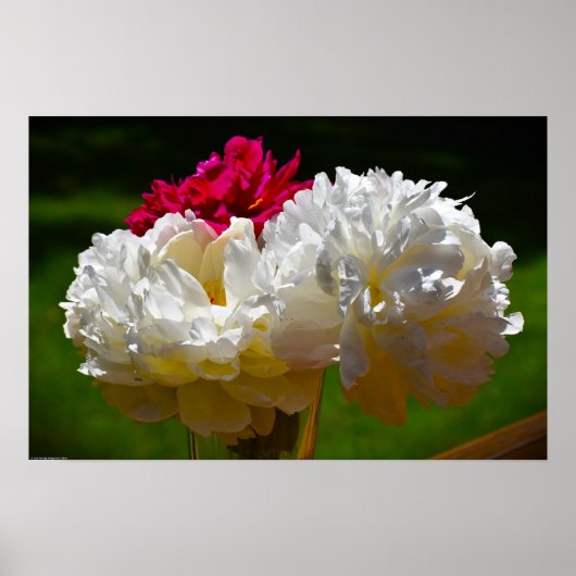 Peony Poster (Voorkant)