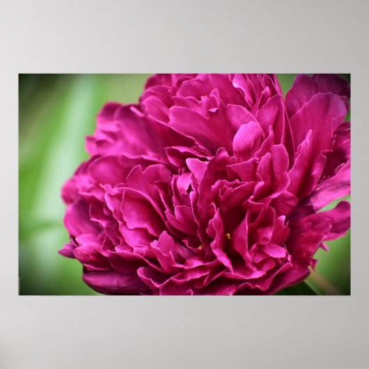Peony Poster (Voorkant)