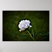 Peony Poster (Voorkant)
