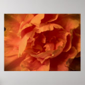 Peony Poster (Voorkant)