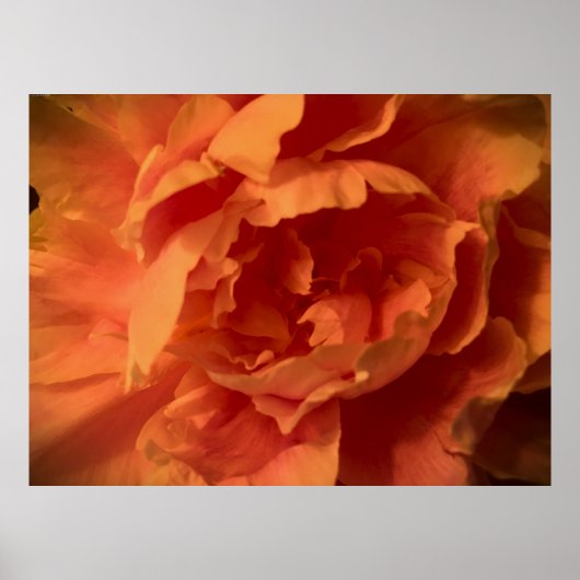 Peony Poster (Voorkant)