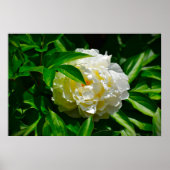 Peony Poster (Voorkant)