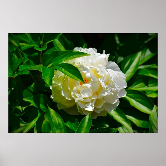 Peony Poster (Voorkant)