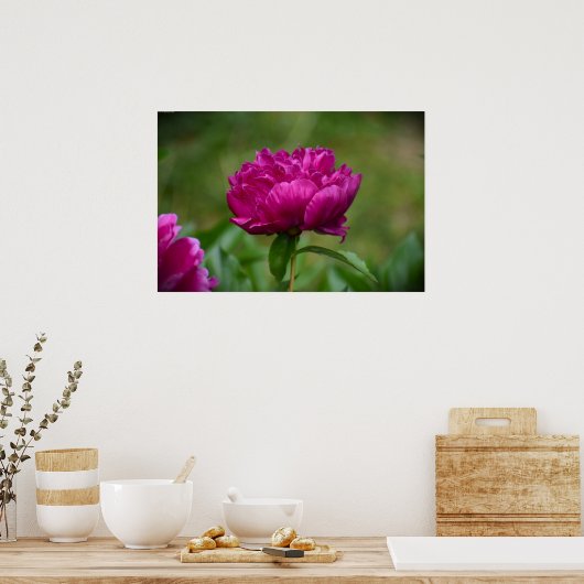 Peony Poster (Keuken)