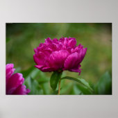 Peony Poster (Voorkant)