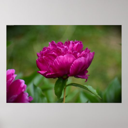 Peony Poster (Voorkant)