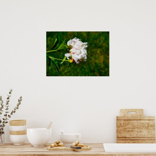Peony Poster (Keuken)