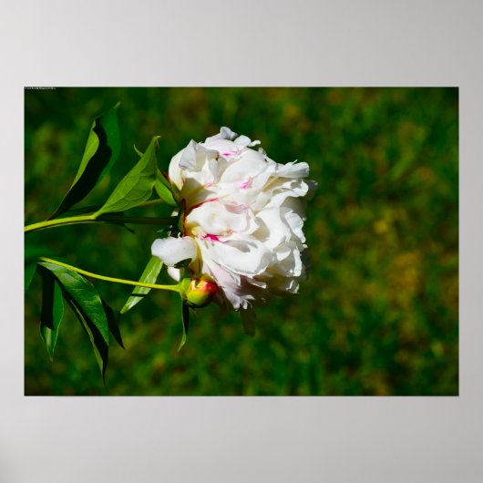 Peony Poster (Voorkant)