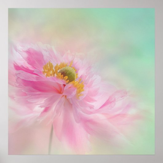 Peony Poster (Voorkant)