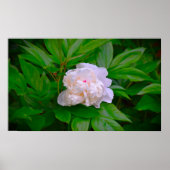 Peony Poster (Voorkant)