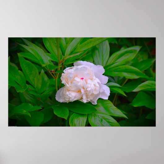 Peony Poster (Voorkant)