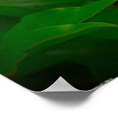 Peony Poster (Hoek)