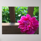 Peony Poster (Voorkant)
