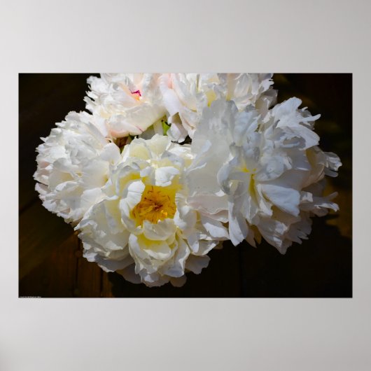 Peony Poster (Voorkant)