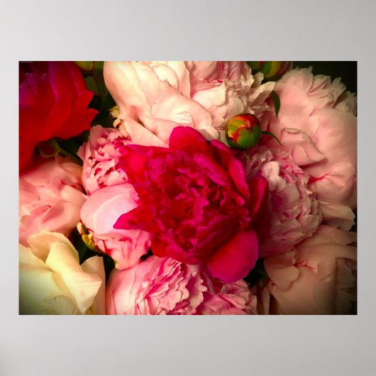 Peony Poster (Voorkant)