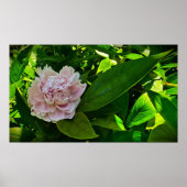 Peony Poster (Voorkant)