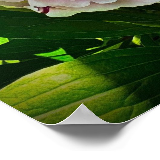 Peony Poster (Hoek)