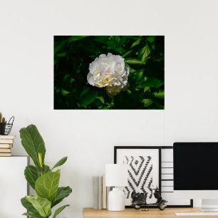 Peony Poster