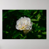 Peony Poster (Voorkant)