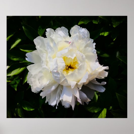 Peony Poster (Voorkant)