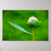 Peony Poster (Voorkant)
