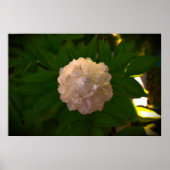 Peony Poster (Voorkant)