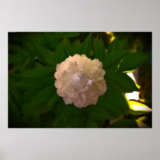 Peony Poster (Voorkant)