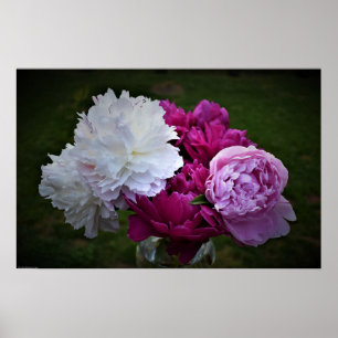 Peony Poster