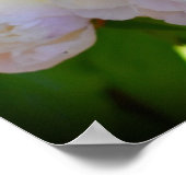 Peony Poster (Hoek)