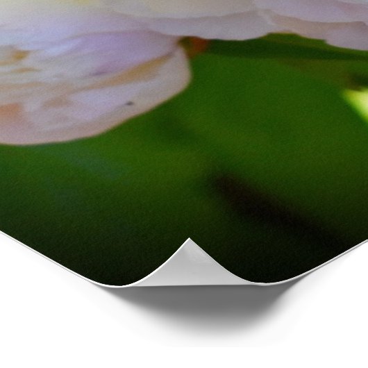Peony Poster (Hoek)