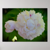 Peony Poster (Voorkant)