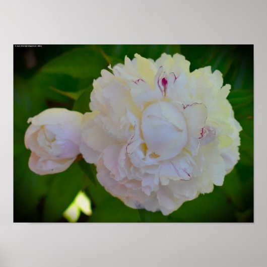 Peony Poster (Voorkant)