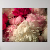 Peony Poster (Voorkant)