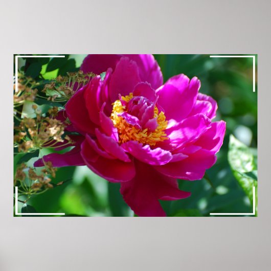  Peony Poster (Voorkant)