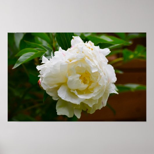 Peony Poster (Voorkant)
