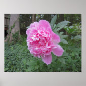 Peony Poster (Voorkant)
