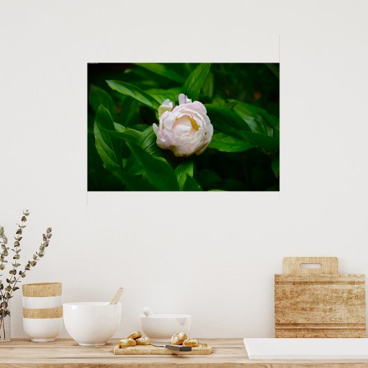 Peony Poster (Keuken)